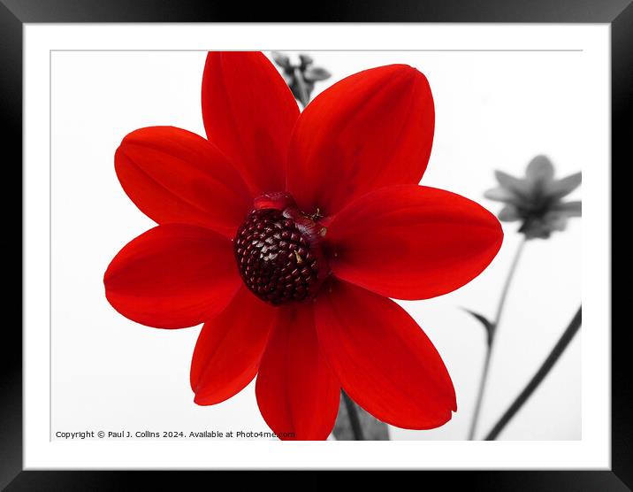Dahlia 'Pulp Fiction' Framed Mounted Print by Paul J. Collins