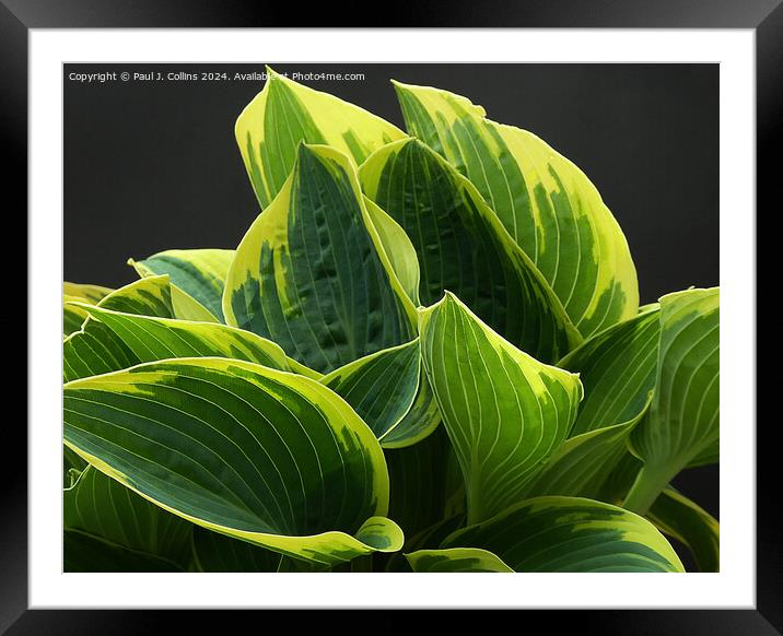 Hosta 'Brim Cup' Framed Mounted Print by Paul J. Collins