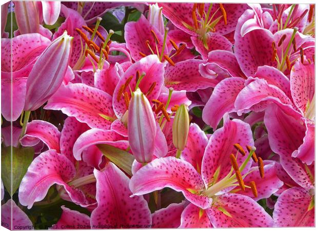 A Crowd of Lilies Canvas Print by Paul J. Collins