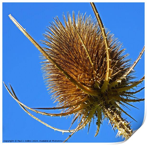 Dipsacus Laciniatus (Cutleaf Teasel) Print by Paul J. Collins