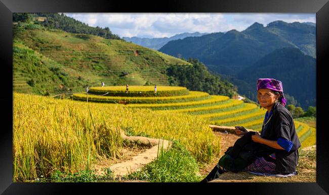Rice Terraces in NW Vietnam Framed Print by David Harding