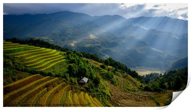Rice Terraces with Sunlight Rays Print by David Harding