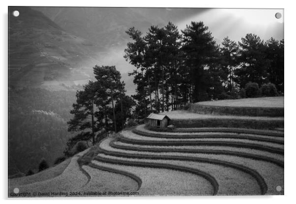 Curving Rice Terraces in Black and White Acrylic by David Harding