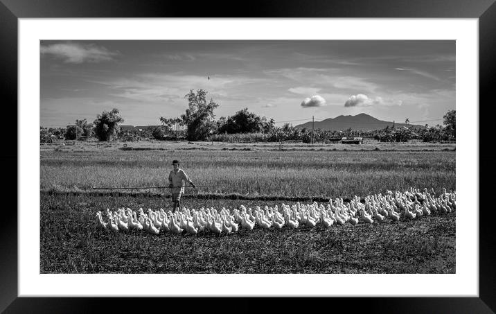 Duck farmer Herding his Flock Framed Mounted Print by David Harding