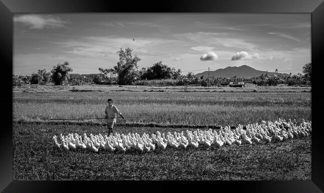 Duck farmer Herding his Flock Framed Print by David Harding