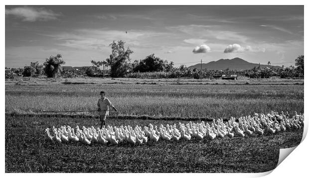 Duck farmer Herding his Flock Print by David Harding