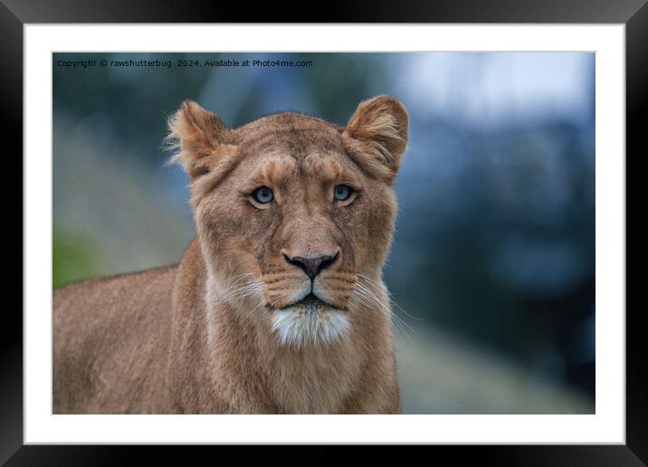 The Blue-Eyed Lioness Framed Mounted Print by rawshutterbug 