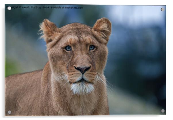 The Blue-Eyed Lioness Acrylic by rawshutterbug 