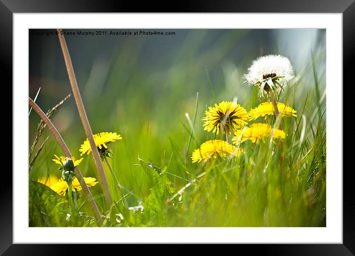 Dandilions Framed Mounted Print by Shane Murphy