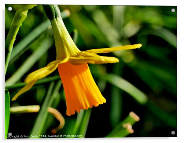 Daffodil flower Acrylic by Tom Curtis