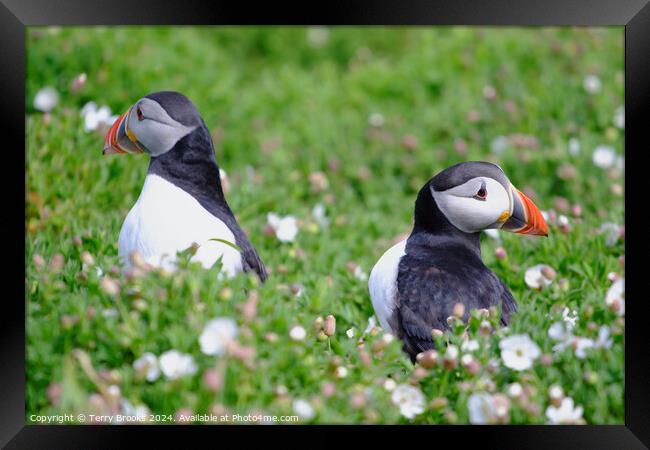 Puffins on Skomer Island Framed Print by Terry Brooks