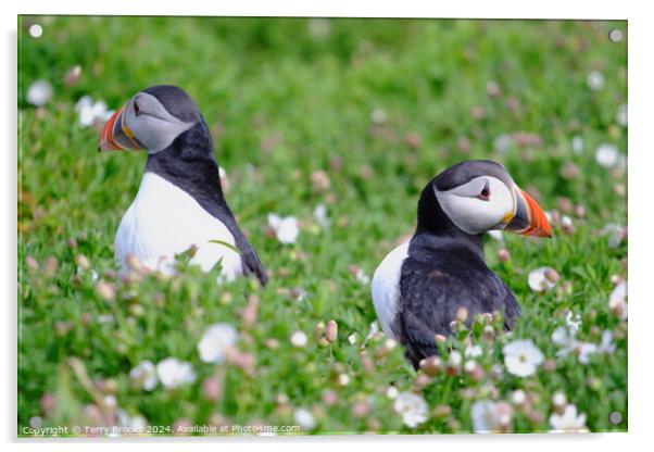 Puffins on Skomer Island Acrylic by Terry Brooks