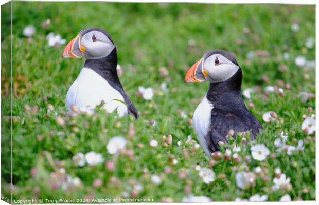 Puffins on Skomer Island Canvas Print by Terry Brooks