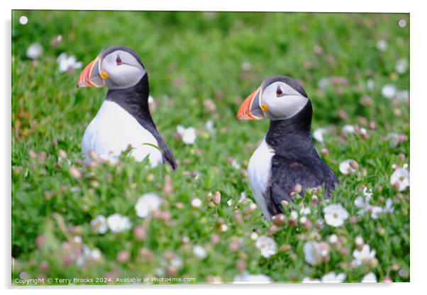 Puffins on Skomer Island Acrylic by Terry Brooks