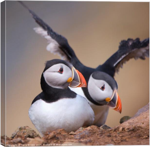 Puffin Skomer Island Canvas Print by Terry Brooks