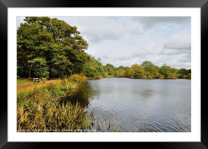 Connaught Water Epping  Framed Mounted Print by Diana Mower