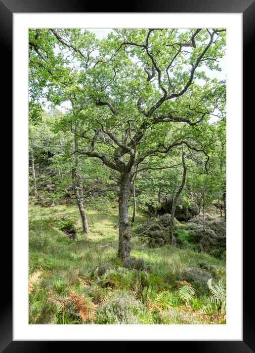 Sun and shadows in Glenborrodale Nature Reserve, Highlands, Scotland Framed Mounted Print by Dave Collins