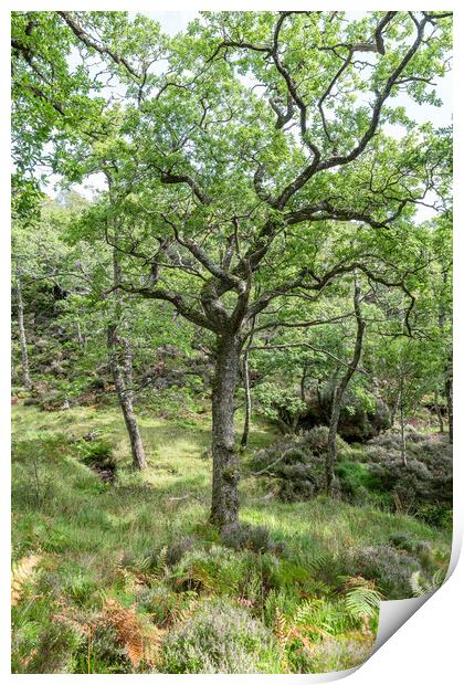 Sun and shadows in Glenborrodale Nature Reserve, Highlands, Scotland Print by Dave Collins