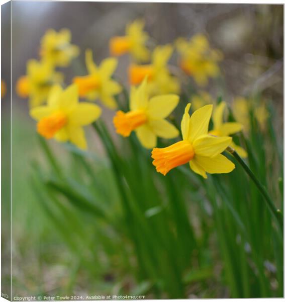 Daffodils  Canvas Print by Peter Towle