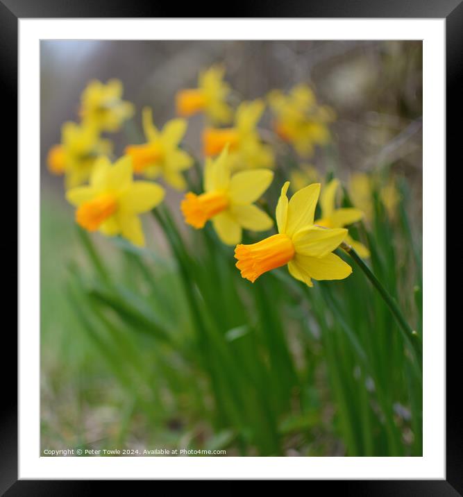 Daffodils  Framed Mounted Print by Peter Towle