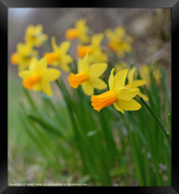Daffodils  Framed Print by Peter Towle