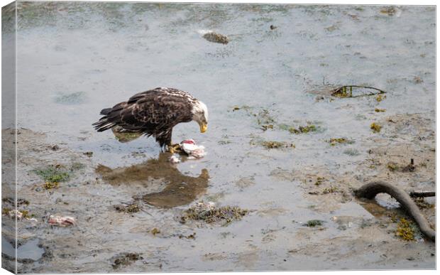 Bald Eagle eating discarded fish processing waste in Seldovia, Alaska, USA Canvas Print by Dave Collins