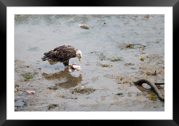 Bald Eagle eating discarded fish processing waste in Seldovia, Alaska, USA Framed Mounted Print by Dave Collins