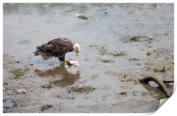 Bald Eagle eating discarded fish processing waste in Seldovia, Alaska, USA Print by Dave Collins