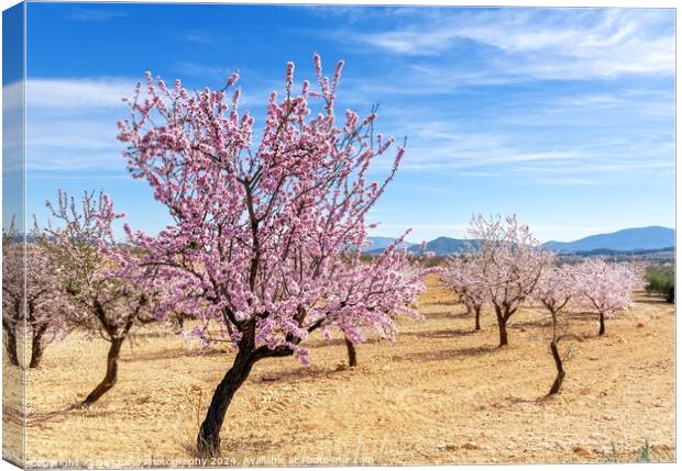 Pinoso Almond Blossoms Canvas Print by DiFigiano Photography
