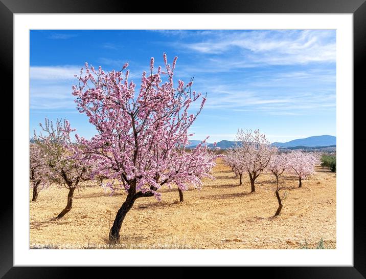 Pinoso Almond Blossoms Framed Mounted Print by DiFigiano Photography
