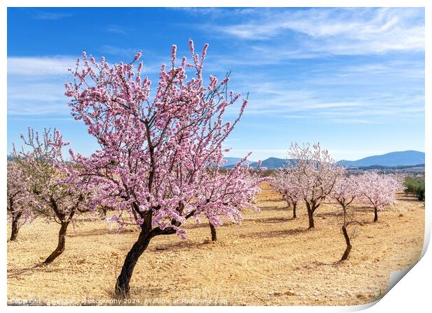 Pinoso Almond Blossoms Print by DiFigiano Photography