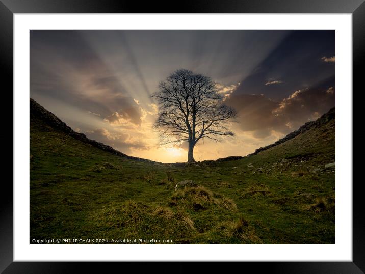 Sycamore gap 1056 Framed Mounted Print by PHILIP CHALK