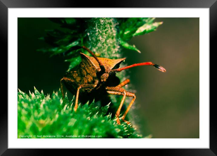 Brown Stink Bug  Framed Mounted Print by Neil McKenzie