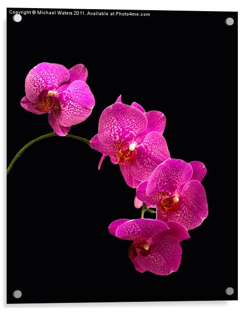 Simply Beautiful Purple Orchids Acrylic by Michael Waters Photography