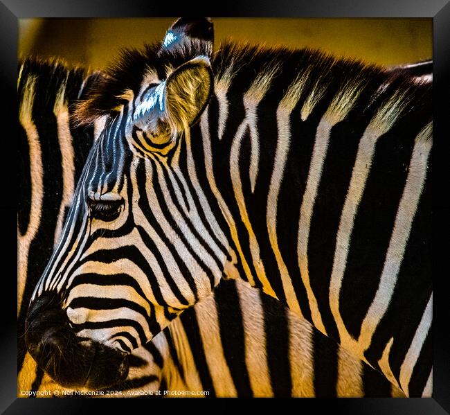 Zebras in the sun  Framed Print by Neil McKenzie
