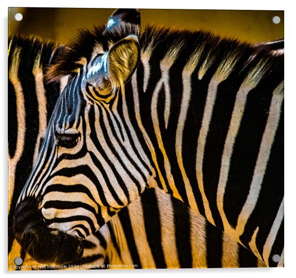 Zebras in the sun  Acrylic by Neil McKenzie