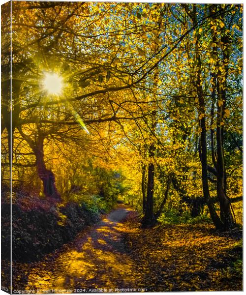 Sun shining through the autumn trees  Canvas Print by Neil McKenzie