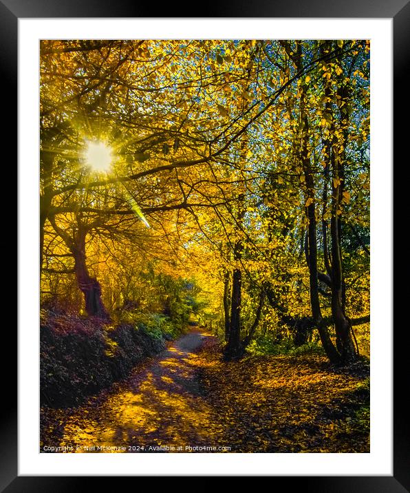 Sun shining through the autumn trees  Framed Mounted Print by Neil McKenzie