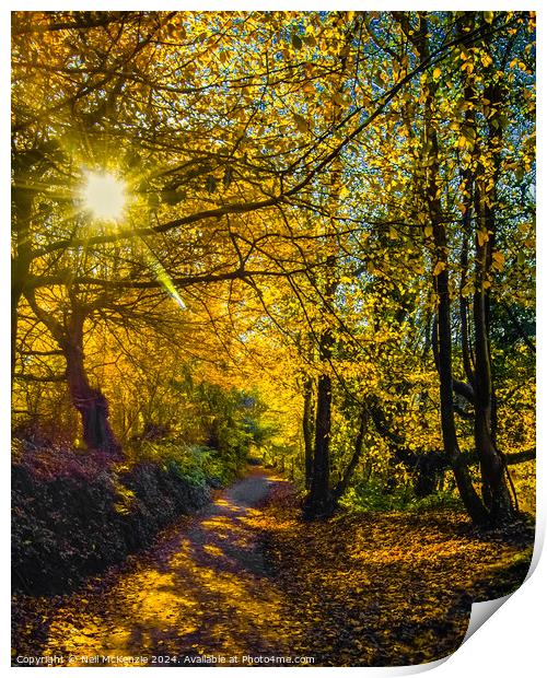 Sun shining through the autumn trees  Print by Neil McKenzie