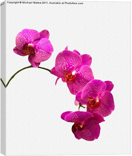 Oodles of Purple Orchids Canvas Print by Michael Waters Photography