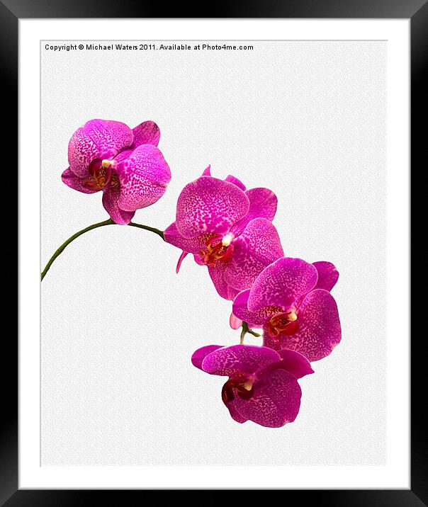 Oodles of Purple Orchids Framed Mounted Print by Michael Waters Photography