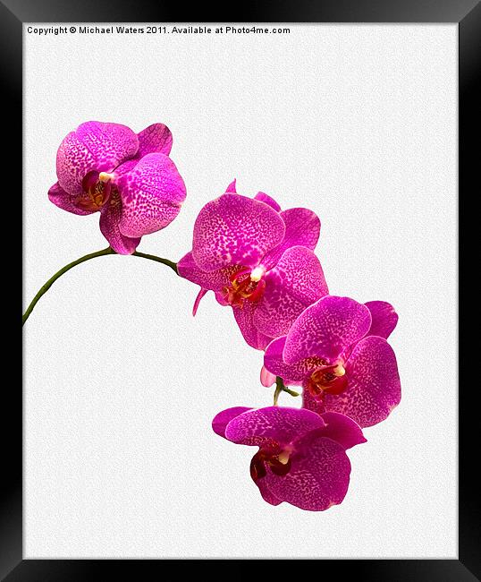 Oodles of Purple Orchids Framed Print by Michael Waters Photography