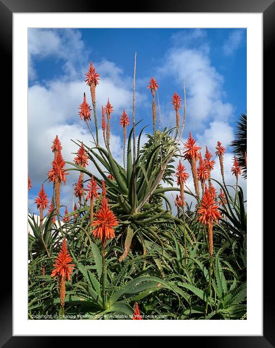 Scarlet Aloe Blooms Framed Mounted Print by Deanne Flouton