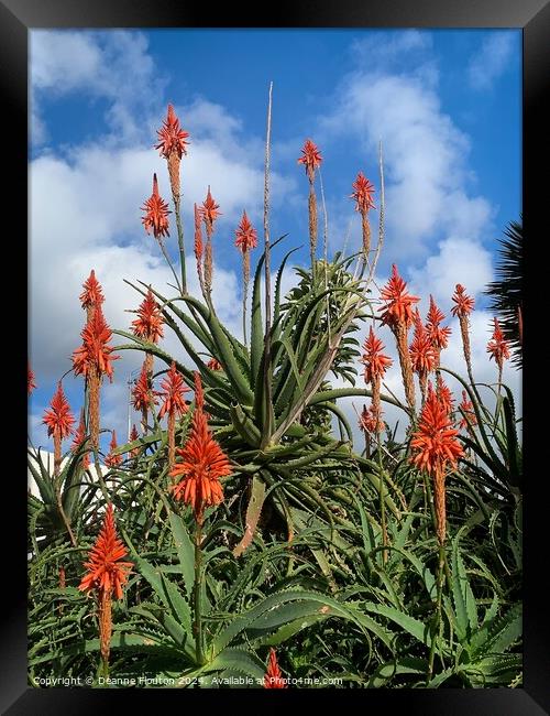 Scarlet Aloe Blooms Framed Print by Deanne Flouton