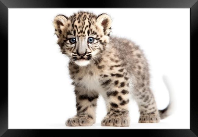 Snow Leopard cub isolated on on white background, Panthera uncia. Generative AI Framed Print by Lubos Chlubny