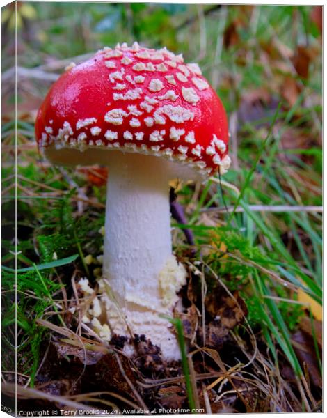 Amanita Muscaria - Fly Agaric Fungi Canvas Print by Terry Brooks