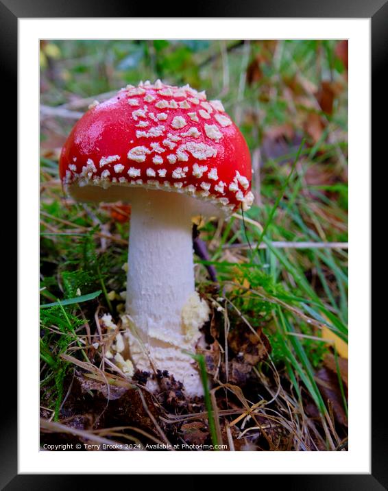 Amanita Muscaria - Fly Agaric Fungi Framed Mounted Print by Terry Brooks