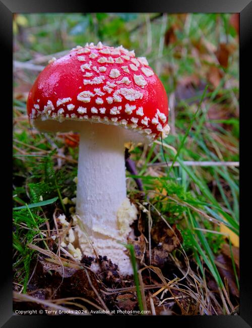 Amanita Muscaria - Fly Agaric Fungi Framed Print by Terry Brooks