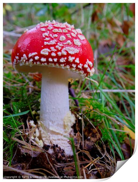 Amanita Muscaria - Fly Agaric Fungi Print by Terry Brooks