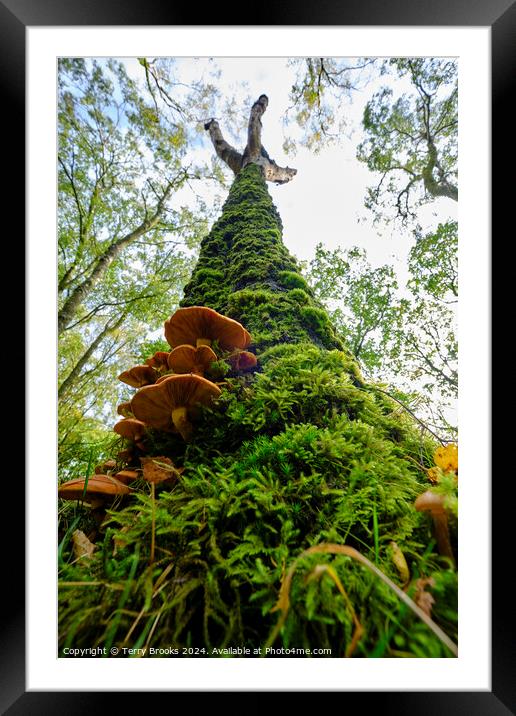 Moss and Fungi Covered Tree Framed Mounted Print by Terry Brooks